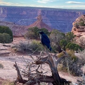 Meet your Posher, Cynthia